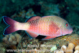 Image result for Parupeneus trifasciatus