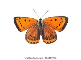 Attēlu rezultāti vaicājumam “Lycaena dispar underside”