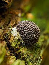 Attēlu rezultāti vaicājumam “Stemonitopsis hyperopta spores”