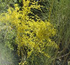 Attēlu rezultāti vaicājumam “Jungermannia sphaerocarpa”