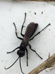 Attēlu rezultāti vaicājumam “Pompilidae”