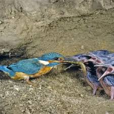 Attēlu rezultāti vaicājumam “Alcedo atthis nest”