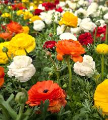 Attēlu rezultāti vaicājumam “Ranunculus mendax flower”