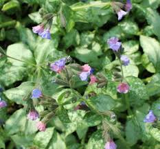 Image result for Pulmonaria Silverado