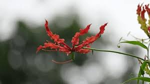 Attēlu rezultāti vaicājumam “Colchicaceae”