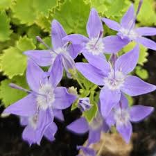 Image result for Campanula strigosa