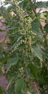 Image result for Chenopodium botrys