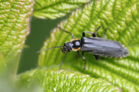 Attēlu rezultāti vaicājumam “Cantharis obscura”