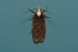 Attēlu rezultāti vaicājumam “Depressaria depressana”