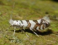 Attēlu rezultāti vaicājumam “Phyllonorycter platanoidella”