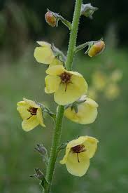 Image result for Verbascum blattaria