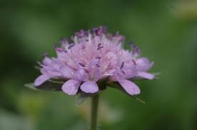 Attēlu rezultāti vaicājumam “Dipsacaceae”