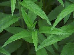 Attēlu rezultāti vaicājumam “Veronica longifolia leaf”