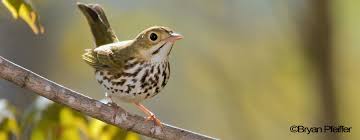 Image result for Seiurus aurocapilla