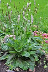 Attēlu rezultāti vaicājumam “Plantago media”