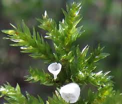 Attēlu rezultāti vaicājumam “Octospora splachnophila spores”