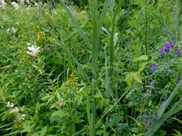 Attēlu rezultāti vaicājumam “xComagaria rosea”