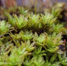 Attēlu rezultāti vaicājumam “Encalypta streptocarpa”