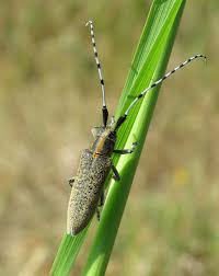 Attēlu rezultāti vaicājumam “Agapanthia villosoviridescens”