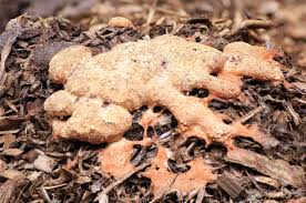 Attēlu rezultāti vaicājumam “Fuligo septica var. rufa”