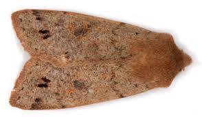 Attēlu rezultāti vaicājumam “Orthosia munda larva”