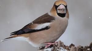 Attēlu rezultāti vaicājumam “Coccothraustes coccothraustes adult”