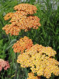 Image result for Achillea filipendulina