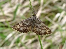 Attēlu rezultāti vaicājumam “Ematurga atomaria male”