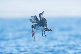 Attēlu rezultāti vaicājumam “Stercorarius parasiticus”