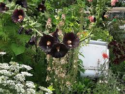 Image result for Alcea rosea nigra