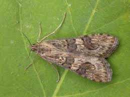 Attēlu rezultāti vaicājumam “Nomophila noctuella”