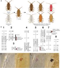 Attēlu rezultāti vaicājumam “Asellus aquaticus”