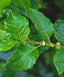 Attēlu rezultāti vaicājumam “Salix myrsinifolia leaf”
