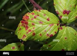 Attēlu rezultāti vaicājumam “Phragmidium sp.”