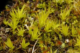 Attēlu rezultāti vaicājumam “Timmia megapolitana”