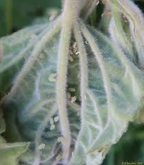 Attēlu rezultāti vaicājumam “Aphis confusa”