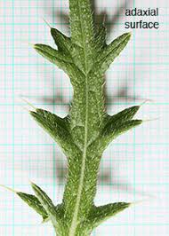 Attēlu rezultāti vaicājumam “Cirsium vulgare leaf”