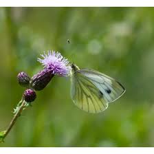 Attēlu rezultāti vaicājumam “Pieris napi”