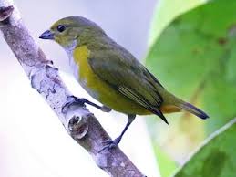 Attēlu rezultāti vaicājumam “Euura acutifoliae”