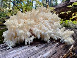 Attēlu rezultāti vaicājumam “Hericium coralloides”