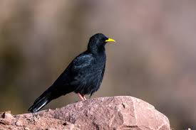 Image result for Pyrrhocorax pyrrhocorax