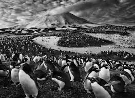 Image result for sebastiao salgado