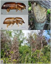 Attēlu rezultāti vaicājumam “Badhamia capsulifera var. arborea macro”