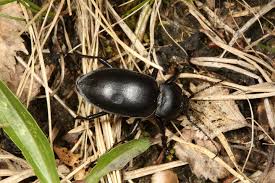 Attēlu rezultāti vaicājumam “Carabus glabratus”