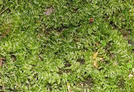 Attēlu rezultāti vaicājumam “Plagiomnium”