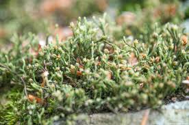 Attēlu rezultāti vaicājumam “Schistidium robustum”