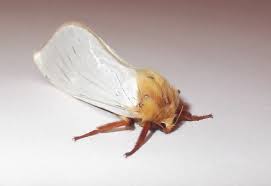 Attēlu rezultāti vaicājumam “Hepialus humuli male”