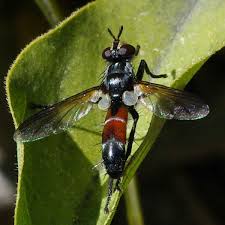 Attēlu rezultāti vaicājumam “Cylindromyia sp.”