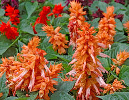 Image result for Salvia splendens