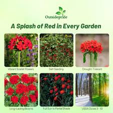 Attēlu rezultāti vaicājumam “Silene chalcedonica fruit”